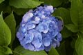 Hydrangea macrophylla-1 Hortensja ogrodowa